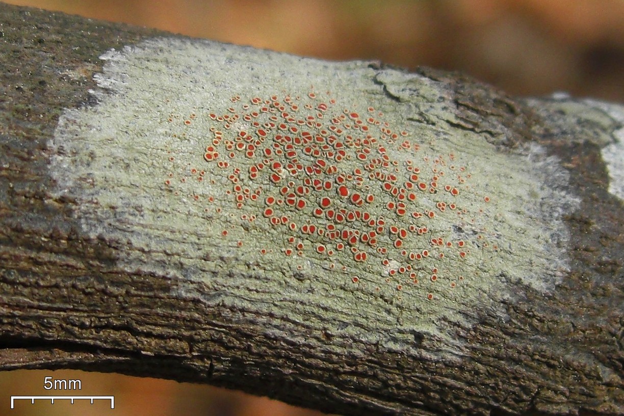 Представитель Семейства Haematommataceae